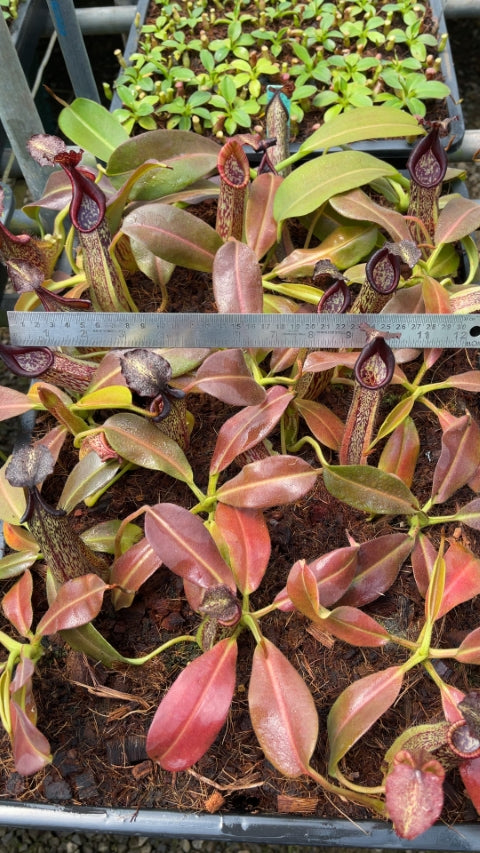 N. maxima - Lumut – best selected clone: BE-3067 *Pre-Order*