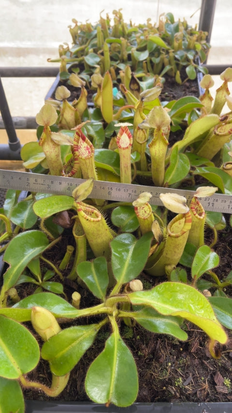 N. chaniana x veitchii - best selected clone: BE-3137 *Pre-Order*
