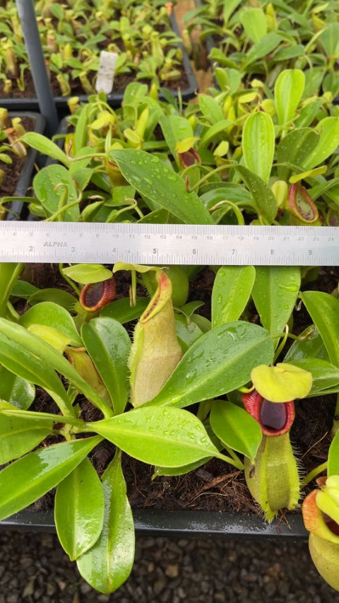 N. spathulata – best selected clone: BE-3175 *Pre-Order*