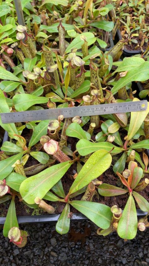 N. veitchii x platychila – selected clones: BE-3213 *Pre-Order*