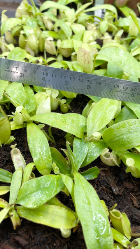 N. ampullaria -'Bronze Nabire’ - selected clone: BE-3304 *Pre-Order*