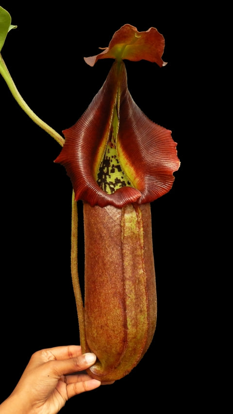 N. robcantleyi: BE-3517 *Pre-Order*