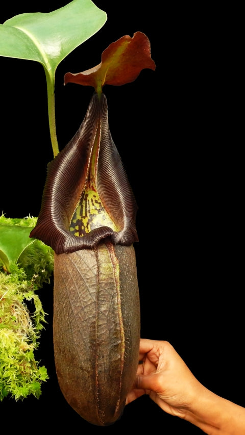 N. robcantleyi: BE-3517 *Pre-Order*