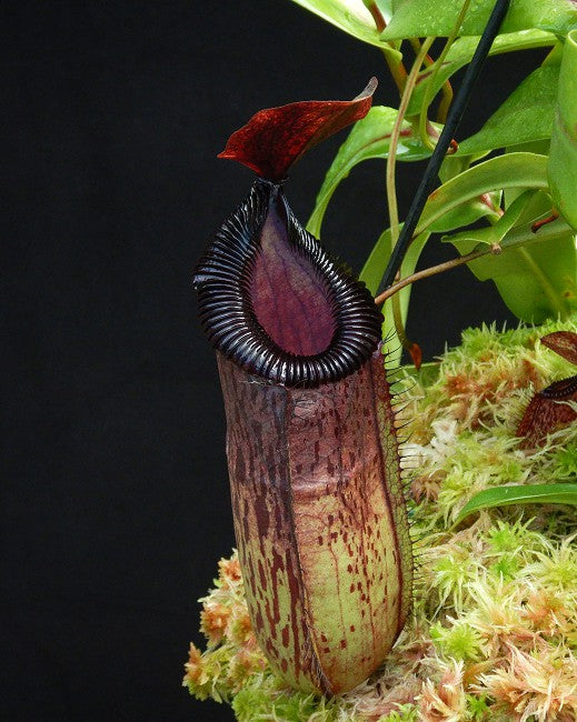 N. sibuyanensis x hamata - assorted clones: BE-3562 *Pre-Order*