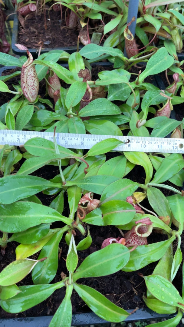 N. spectabilis x veitchii - assorted clones: BE-3664 *Pre-Order*