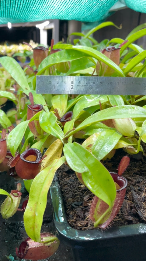 N. ampullaria - Brunei red - selected clone: BE-3681 *Pre-Order*