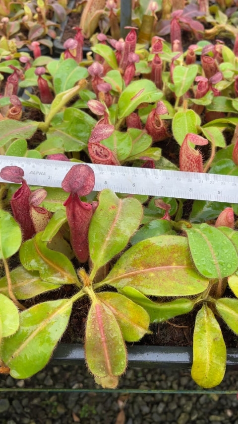 N. glandulifera x veitchii - assorted clones: BE-3689 *Pre-Order*