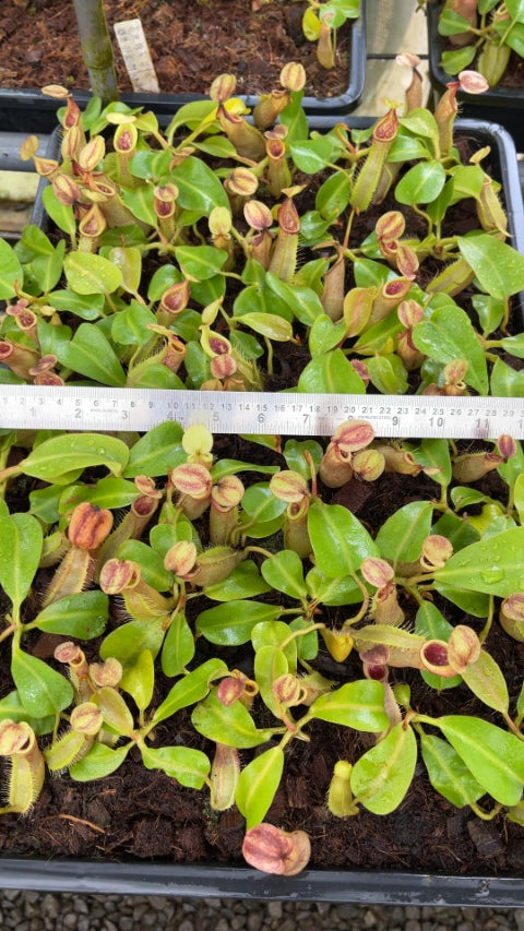 N. robcantleyi x veitchii - assorted clones: BE-3700 *Pre-Order*