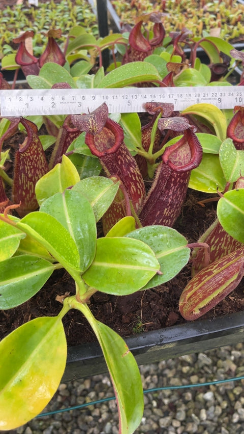 N. maxima x ‘trusmadiensis’ - selected clones: BE-3709 *Pre-Order*