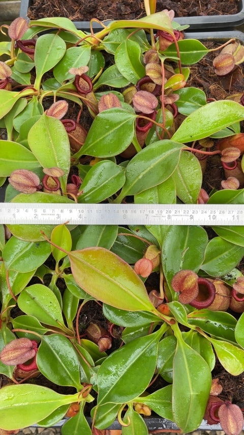 N. sibuyanensis x robcantleyi – best selected clone: BE-3713 *Pre-Order*