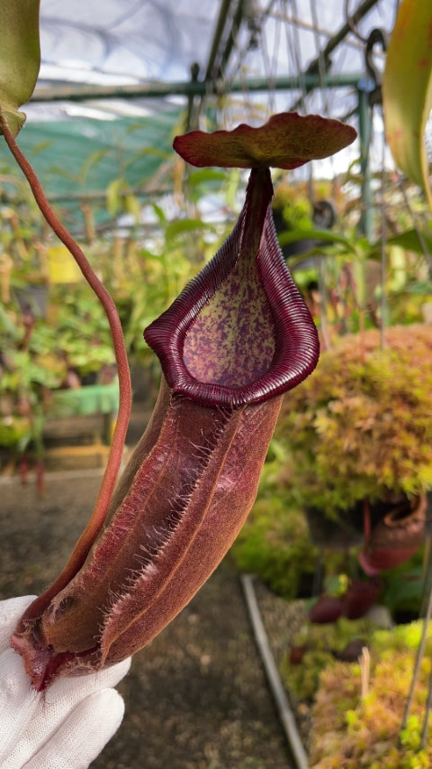 N. densiflora x rafflesiana - best selected clone: BE-3719 *Pre-Order*