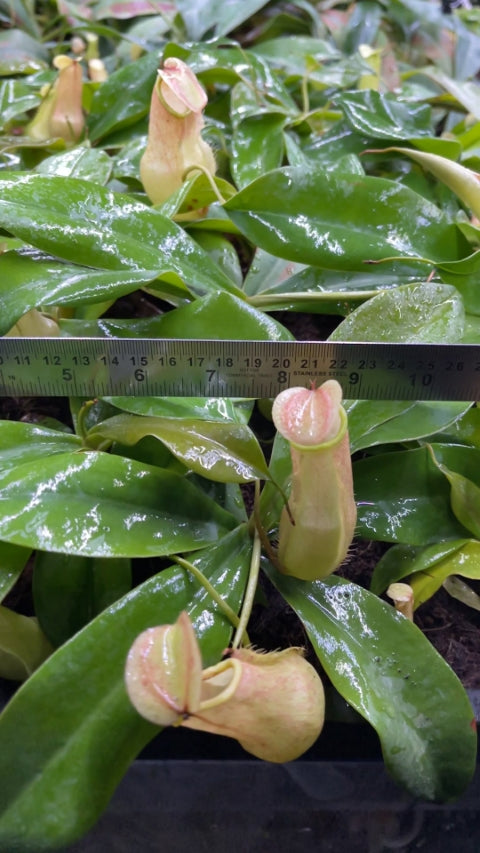 N. merrilliana – assorted clones: BE-3727 *Pre-Order*
