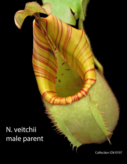 N. veitchii - Bario Highland - grex # 1: BE-3734 *Pre-Order*