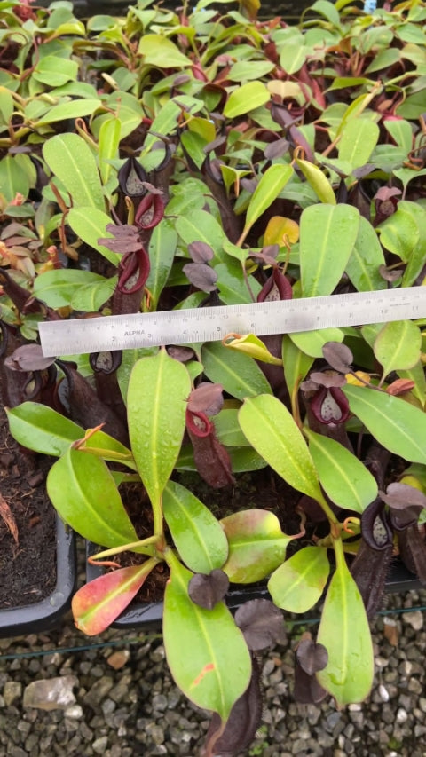N. maxima x ramispina – best selected clone: BE-3740 *Pre-Order*
