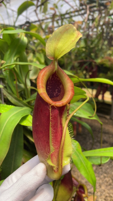 N. singalana x ampullaria – best selected clone: BE-3744 *Pre-Order*