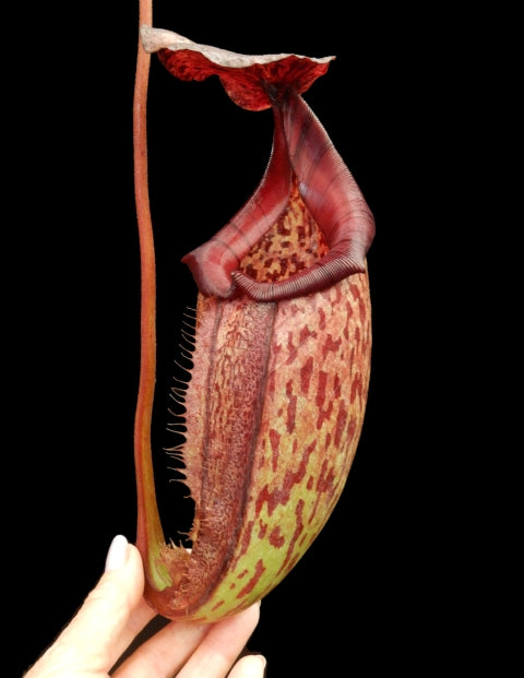 N. burbidgeae x 'Lady Pauline' – assorted clones: BE-3764 *Pre-Order*