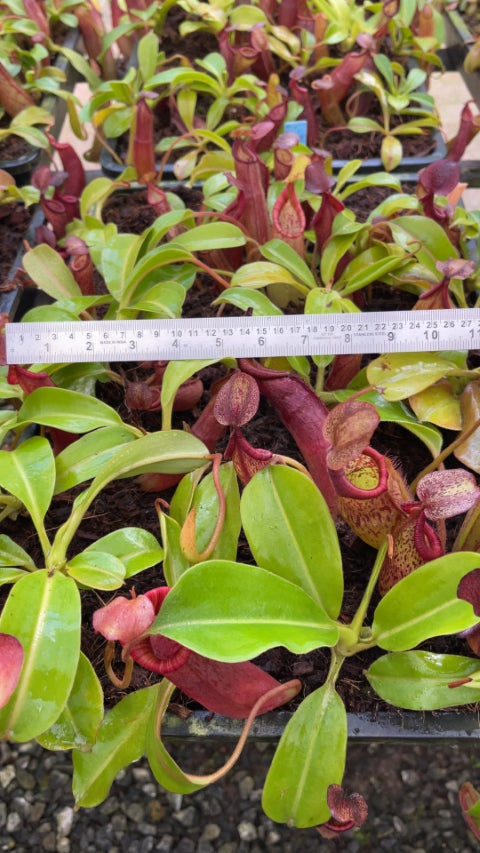 N. (veitchii x lowii) x samudera - assorted clones: BE-3844 *Pre-Order*