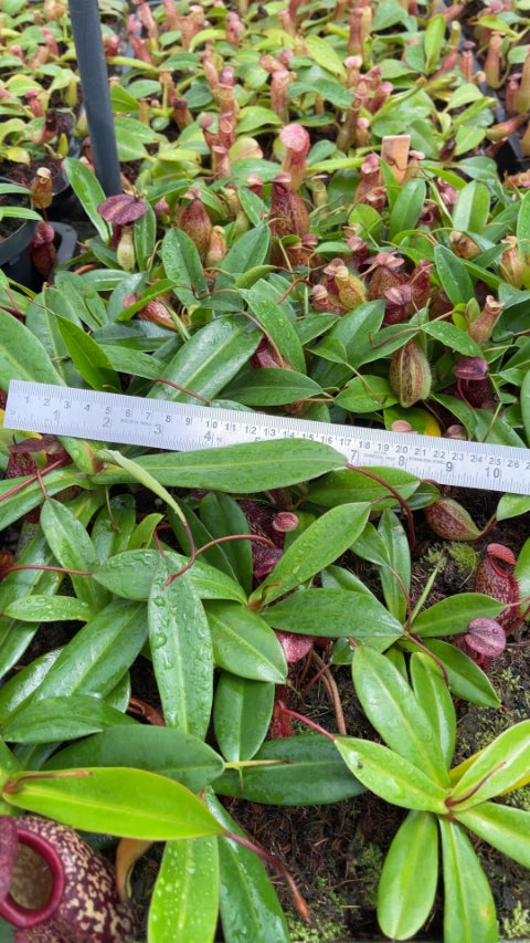 N. merrilliana x aristolochioides – best selected clones: BE-3877 *Pre-Order*