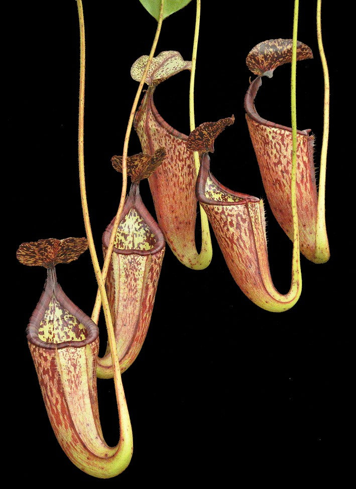 N. burbidgeae x glandulifera - best selected clone: BE-3888 *Pre-Order*