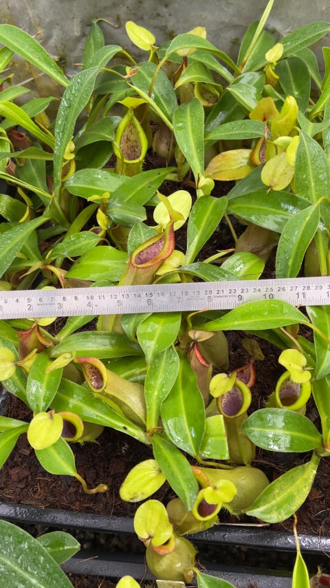 N. spathulata x tobaica – yellow-green: BE-3903 *Pre-Order*