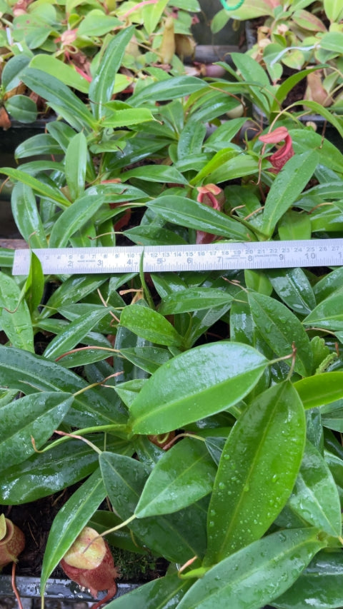 N. merrilliana x glabrata ' selected clone: BE-3911 *Pre-Order*