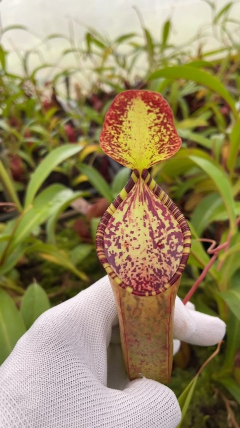 N. lowii x tentaculata – from cuttings: BE-3970 *Pre-Order*