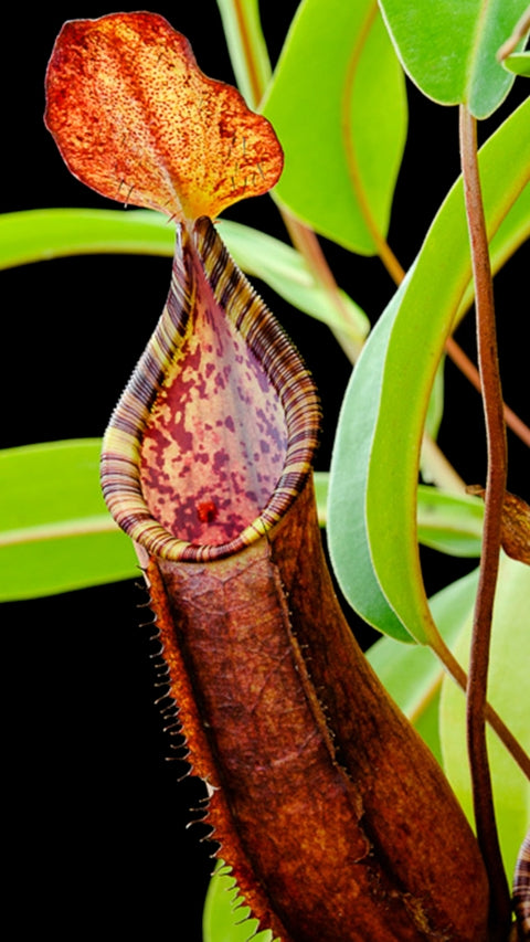 N. lowii x tentaculata – from cuttings: BE-3970 *Pre-Order*