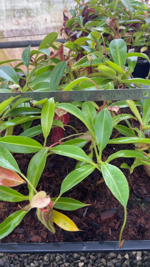 N. singalana x (burbidgeae x edwardsiana) – assorted clones: BE-3984 *Pre-Order*