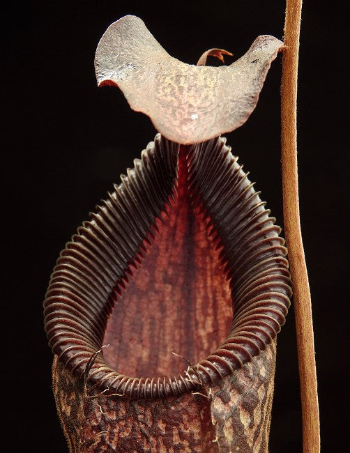 N. talangensis x hamata – assorted clones: BE-4003 *Pre-Order*