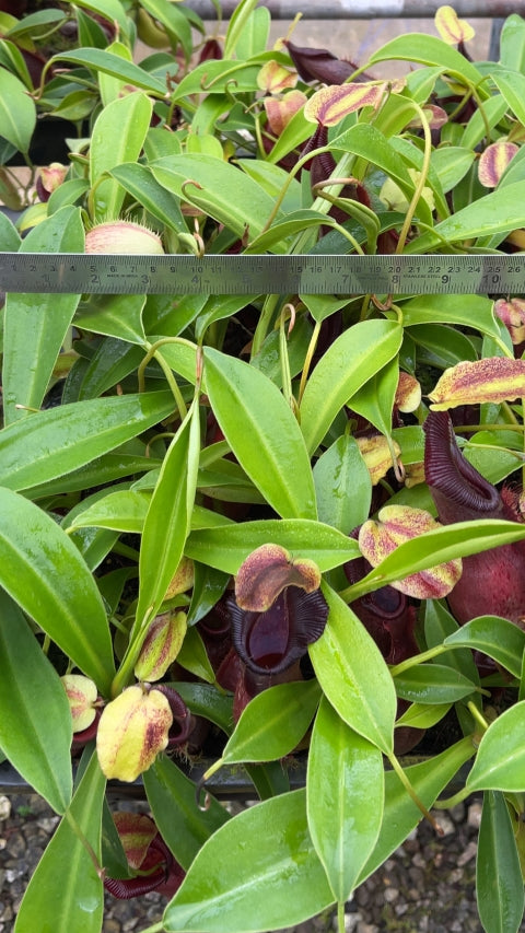 N. spathulata x singalana – assorted clones: BE-4004 *Pre-Order*