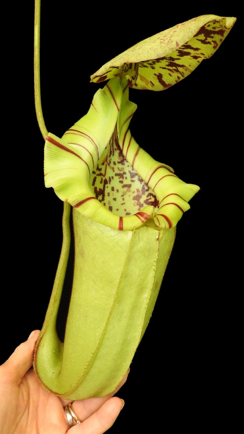 N. burbidgeae x robcantleyi – selected clone: BE-4038 *Pre-Order*
