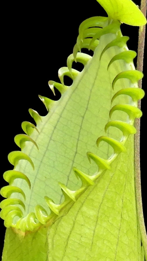 N. hamata – Lumut x Tambusisi: BE-4044 *Pre-Order*