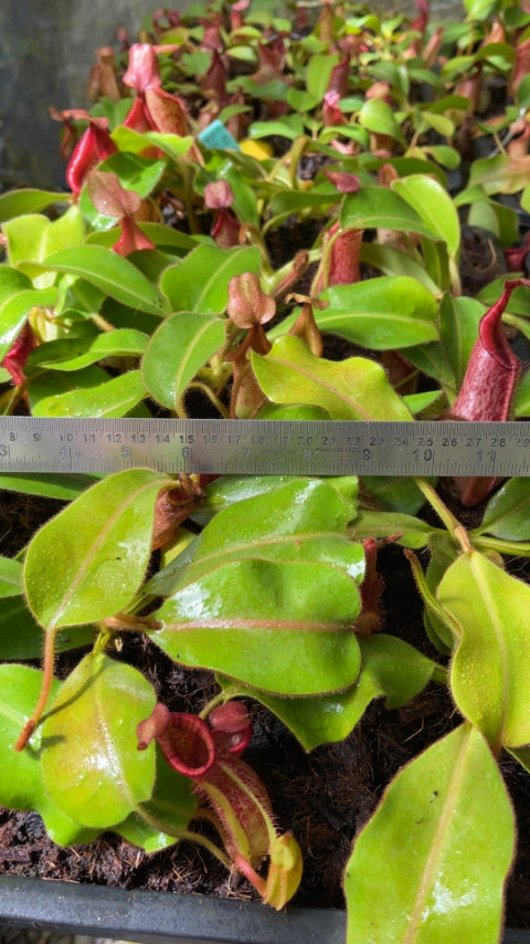 N. petiolata x veitchii - assorted clones: BE-4047 *Pre-Order*