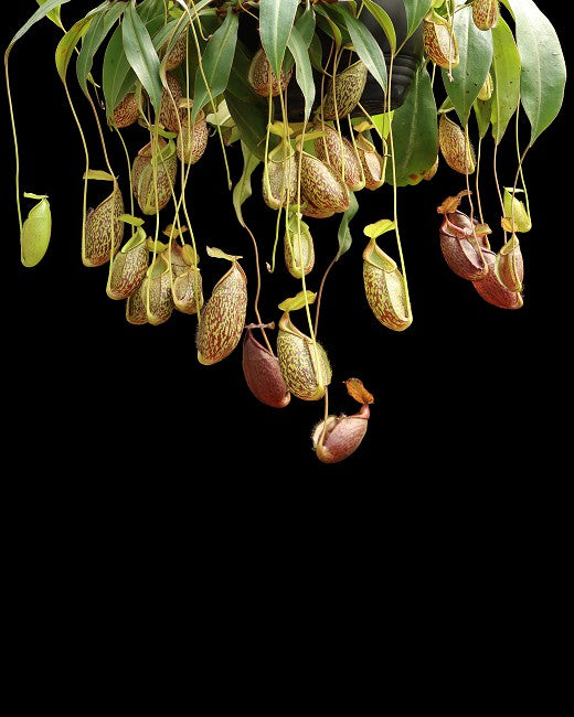 N. gymnamphora – Talakmau - assorted clones: BE-4059 *Pre-Order*