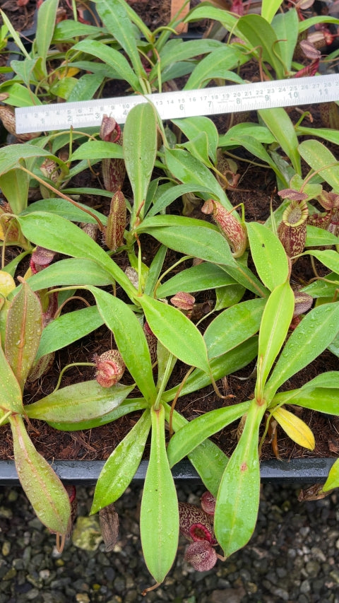 N. talangensis x spectabilis: BE-4063 *Pre-Order*