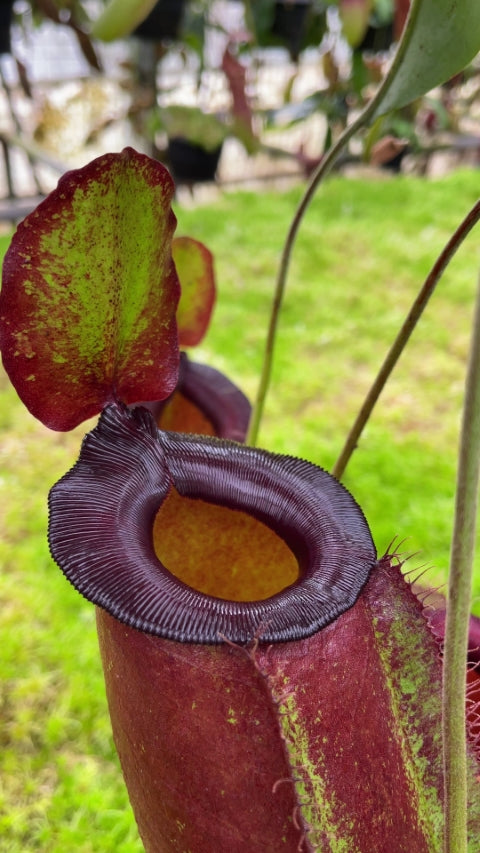 N. spathulata x ampullaria – solid red: BE-4073 *Pre-Order*