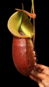 N. villosa x robcantleyi – assorted clones: BE-4079 *Pre-Order*