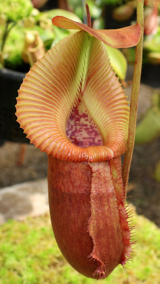 N. villosa x robcantleyi – assorted clones: BE-4079 *Pre-Order*