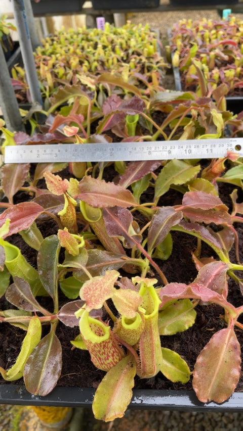 N. maxima - Sulawesi wavy-leaf – assorted clones: BE-4081 *Pre-Order*