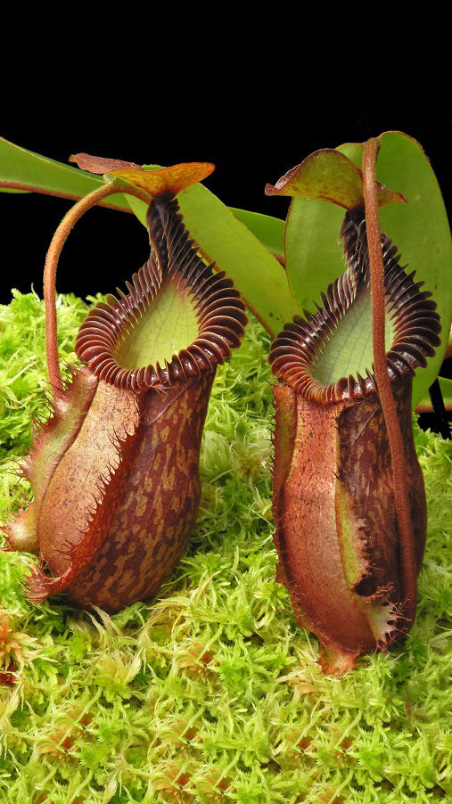 N. villosa x hamata – assorted clones: BE-4099 *Pre-Order*