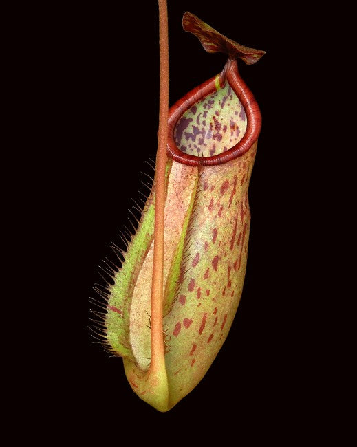 N. albomarginata x attenboroughii - assorted clones: BE-4513 *Pre-Order*
