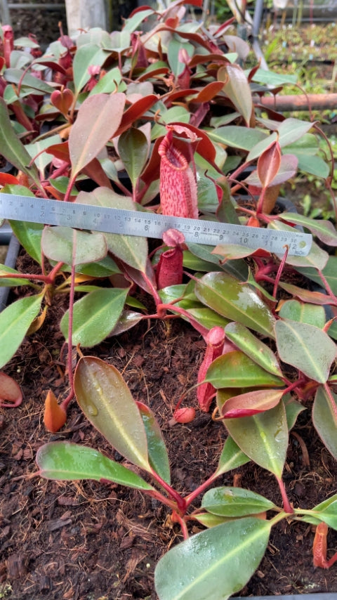 N. peltata x (veitchii x lowii): BE-4516 *Pre-Order*