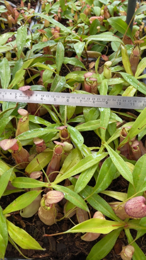 N. spectabilis x ‘Viking’ - assorted clones: BE-4523 *Pre-Order*