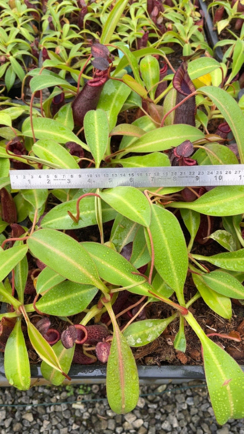 N. spectabilis x lowii - assorted clones: BE-4524 *Pre-Order*