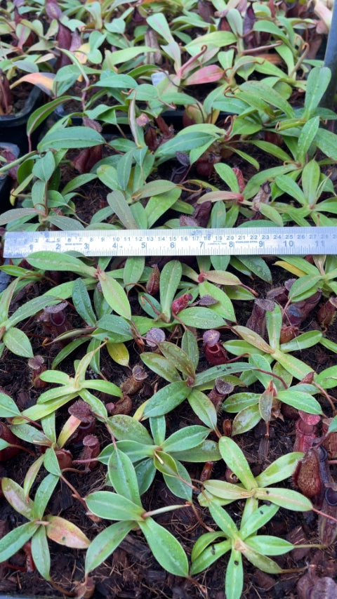 N. hamata x (lowii x tentaculata) - assorted clones: BE-4526 *Pre-Order*