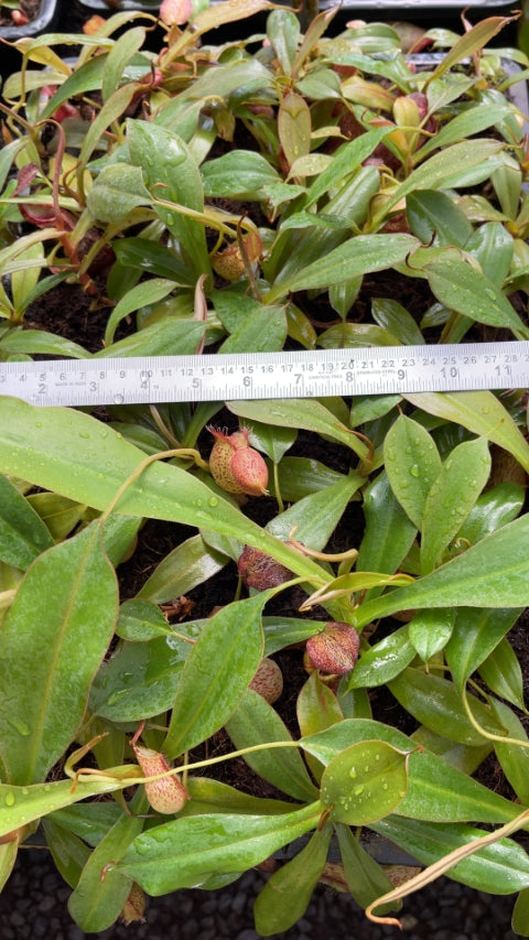 Nepenthes 'Helen' - selected cultivar: BE-4528 *Pre-Order*