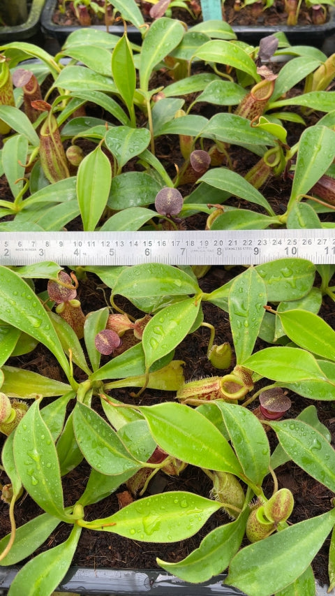N. talangensis x zakriana: BE-4552 *Pre-Order*