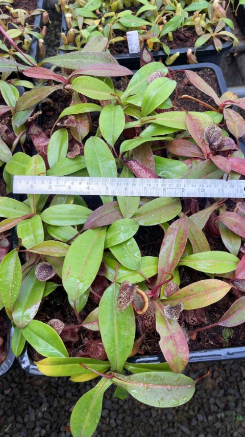 N. hamata x burbidgeae - assorted clones: BE-4567 *Pre-Order*