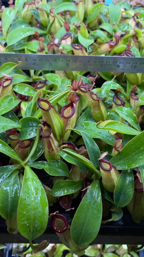 N. ampullaria x zakriana - selected clone # 3: BE-4570 *Pre-Order*