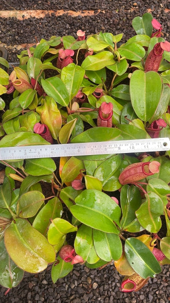 N. rajah x veitchii 'Gold Rush' – assorted clones: BE-4578 *Pre-Order*